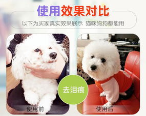 宠物服务 现代养宠生活的全方位支持