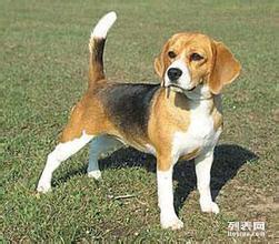 白广路长期提供养老服务、托管终身寄养与宠物接送 北京宠物服务与互联网数据服务的融合新篇章